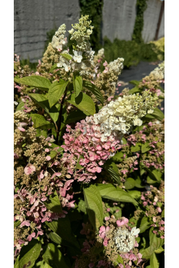 Гортензія волотиста Пінкі Вінкі (С7,5) Hydrangea paniculata Pinky Winky Гортензія волотиста Пінкі Вінкі (С7,5) Hydrangea paniculata Pinky Winky