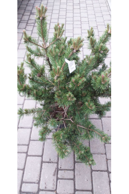 Есвельд Селект Сосна горная (Pinus mugo Esveld Select) КОМ																				