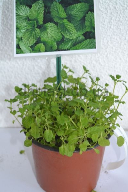 Марокканська  м'ята (C1,2) Mentha spicata Marokko