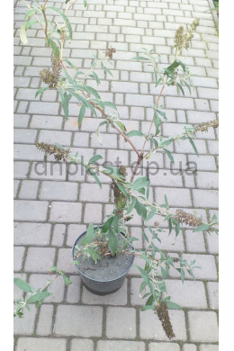 Буддлея Давида Блек Найт (С5) Buddleja davidii Black Knight
