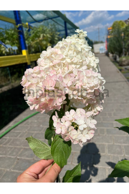 Гортензія волотиста Ваніль Фрайз (С10) Hydrangea paniculata 