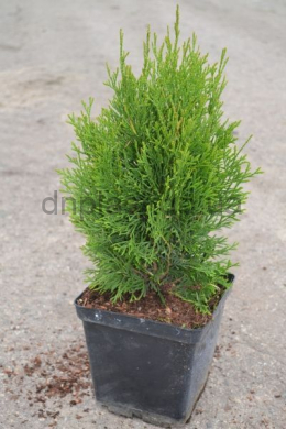 Смарагд ( С 3л) туя західна (Smaragd) (h-25-30,d-20) Смарагд ( С 3л) туя західна (Smaragd) (h-25-30,d-20)