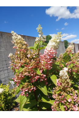 Гортензія волотиста Пінкі Вінкі (С5) Hydrangea paniculata Pinky Winky Гортензія волотиста Пінкі Вінкі (С5) Hydrangea paniculata Pinky Winky