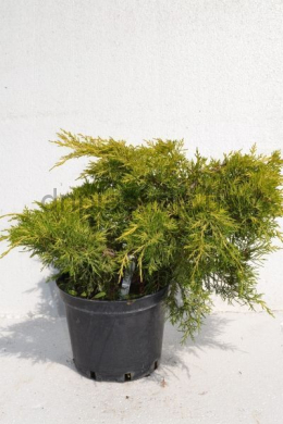 Голд Стар (С5л) ялівець середній (Gold Star) h-15,d-30 Голд Стар (С5л) ялівець середній (Gold Star) h-15,d-30