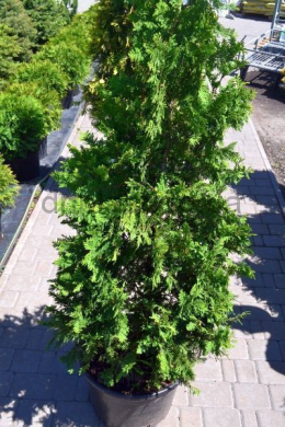 Спіраліс (h-175-200) туя західна (Spiralis) КОМ