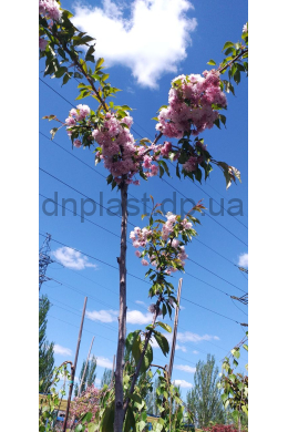 Сакура Кіку Шідаре (обх. до 6 см) st.180