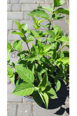 Гортензія волотиста Літл Лайм (С5) Hydrangea paniculata Little Lime