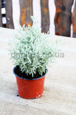 Сантоліна срібна (С1,2) Santolina chamaecyparissus