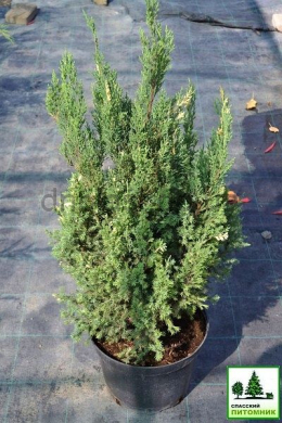 Стрікта (С5л) ялівець китайський (Stricta ) h-40-45,d-20 Стрікта (С5л) ялівець китайський (Stricta ) h-40-45,d-20