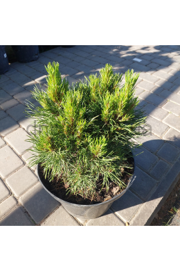 Варелла Сосна гірська(С7,5л) Pinus mugo Varella