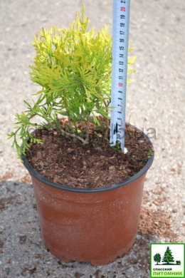 Голден Глоб (С 3л) туя західна (Golden Globe) (h-15, d-15)