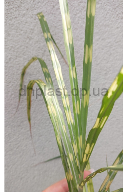 Міскантус китайський Алігатор (С2) Miscanthus sinensis Aligator Міскантус китайський Алігатор (С2) Miscanthus sinensis Aligator