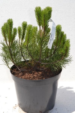 Пуміліо Сосна гірська (С10) Pinus mugo Pumilio h-40-60 d-40 Пуміліо Сосна гірська (С10) Pinus mugo Pumilio h-40-60 d-40
