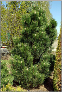 Грин Колумн Сосна горная (С7,5) Pinus mugo Green Column																						