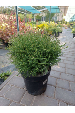 Містер Боулінг Болл (С7,5л) Туя західна  Thuja occ. 'Mr Bowling Ball'(h- 40см, d- 40)