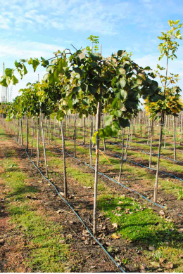 В'яз плакучий  (L до 6см) КОМ Ulmus Pendula