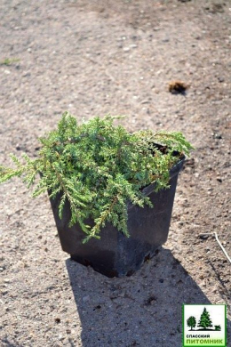 Грін Карпет (С3) ялівець звичайний (Green Carpet) h-5-7, d-25 Грін Карпет (С3) ялівець звичайний (Green Carpet) h-5-7, d-25