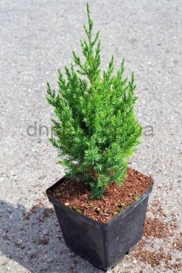 Стрікта (С3л) ялівець китайський (Stricta) h-35,d-15 Стрікта (С3л) ялівець китайський (Stricta) h-35,d-15