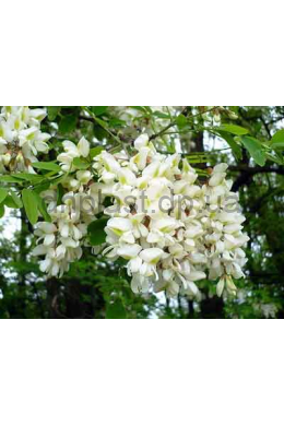 Акація біла КОМ (L6-8 см) Robinia pseudoacacia