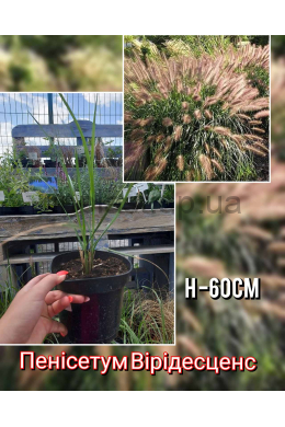 Пеннісетум Вірідесценс (С2) Pennisetum alopecuroides Viridescens