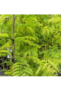 Гледича триколючкова КОМ (L до 6см) Gleditsia triacanthos.