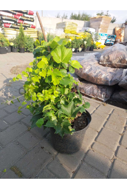 Виноград Вічі (С5) Parthenocissus tricuspidata Veithii Виноград Вічі (С5) Parthenocissus tricuspidata Veithii