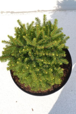Ихиниформис Ялина канадська  Picea glauca Echiniformis (С10,0л) h-25,d-25																				