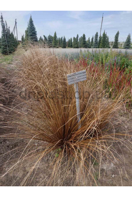 Осока Ред Рустер (С2) Carex Red Rooster