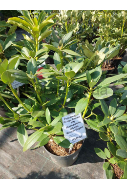 Рододендрон Розеум Елеганс (С4) Rhododendron obtusum Roseum Elegans