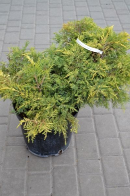 Голд Стар (С15л) ялівець середній (Gold Star)  h-45,d-75-80