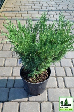 Сабіна Ялівець козацький (С7,5л) h-50,d-60 Juniperus sabina