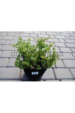 Кизильник гібридний Корал Б'юті (С3) Cotoneaster suecicus Coral Beauty