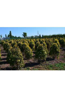 Санкіст (h-125-150)  туя западная (Sunkist) КОМ