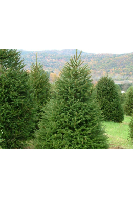 Ялина звичайна (175-200) Picea abies КОМ