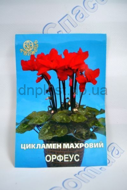 Цикламен Орфеус махровый 7 шт (Квитень) Цикламен Орфеус махровый 7 шт (Квитень)