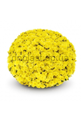 Хризантема Arluno Yellow (С3)