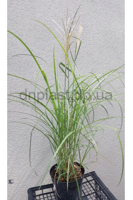 Міскантус Якушима Дварф (С2) Miscanthus sinensis Yakushima Dwarf