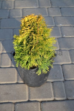 Голден Смарагд (С3л) туя західна (Golden Smaragd) (h-30, d-15)