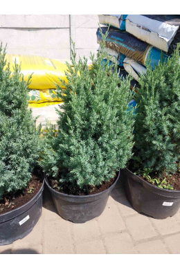 Стрікта (С15л) ялівець китайський (Stricta ) h-70-80,d-40