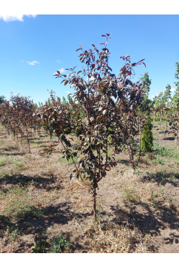 Яблуня Роялті КОМ (L 6-8см) Malus Royalty Яблуня Роялті КОМ (L 6-8см) Malus Royalty