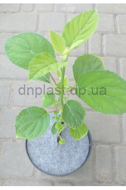 Гортензія Деревовидна Аннабель (С2) Hydrangea arborescens Annabelle Гортензія Деревовидна Аннабель (С2) Hydrangea arborescens Annabelle