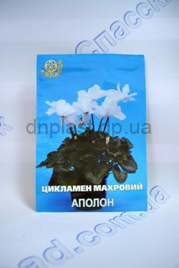 Цикламен Аполлон 7 шт (Квитень) Цикламен Аполлон 7 шт (Квитень)