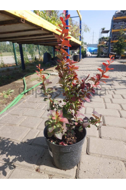 Барбарис Тунберга Ред Піллар (С2) Berberis thunbergii Red Pillar