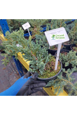 Блу Спайдер (С2) ялівець лускатий (Blue Star) h-10, d-20