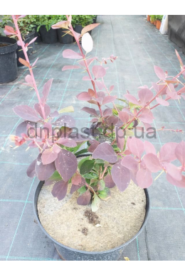 Барбарис оттавский Суперба (С5) Berberis ottawensis Superba Барбарис оттавский Суперба (С5) Berberis ottawensis Superba
