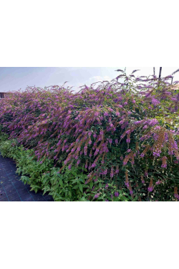 Буддлея Агрус Вельвет (С2) Buddleja Argus Velvet Буддлея Агрус Вельвет (С2) Buddleja Argus Velvet