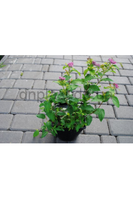 Спірея японська Голдфлейм (С2) Spiraea japonica Gold Flame
