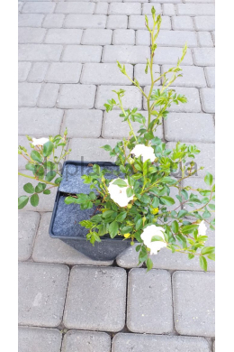 Троянда поліантова  Де Фейрі (С 2,0л) Rosa polyantha