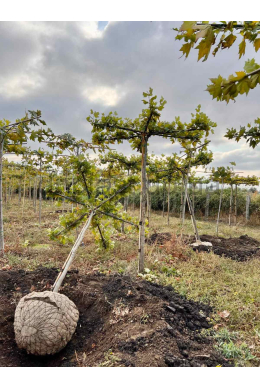 Платан кленолистий Парасоля