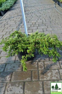 Репанда (С5л) ялівець звичайний (Repanda) h-12-13, d-50 Репанда (С5л) ялівець звичайний (Repanda) h-12-13, d-50